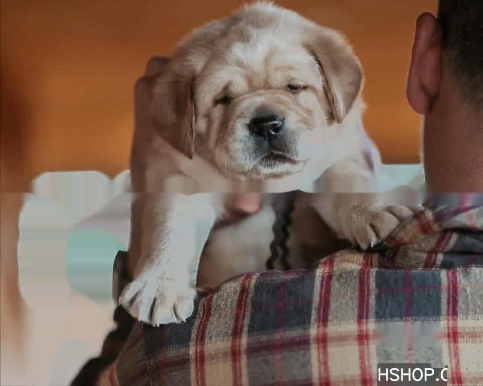 Labrador male puppy available for  sale